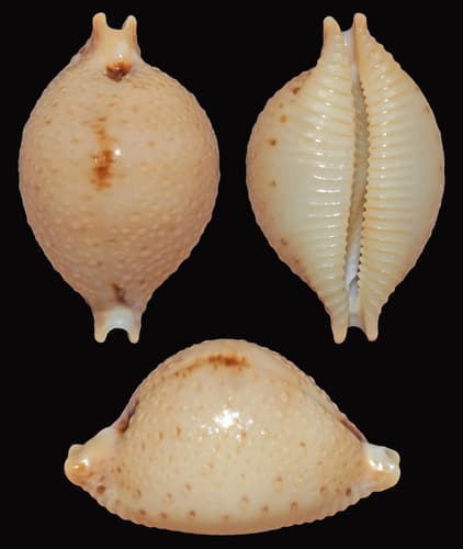 chickpea cowrie