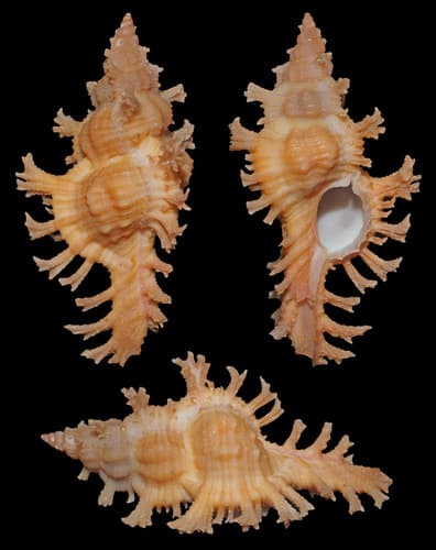 Chicoreus aculeatus