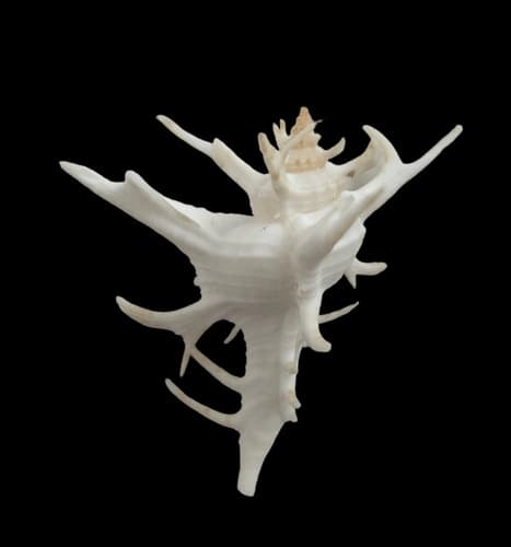 Chicoreus cervicornis