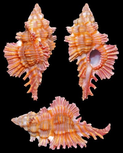 Chicoreus laqueatus