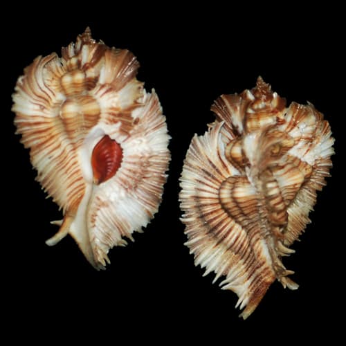 Chicoreus miyokoae