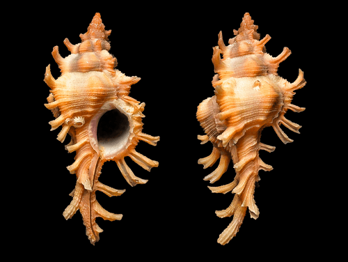 Chicoreus rossiteri