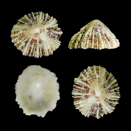 China Limpet