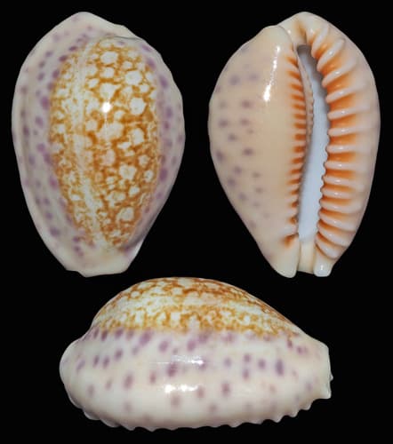 Chinese Cowrie