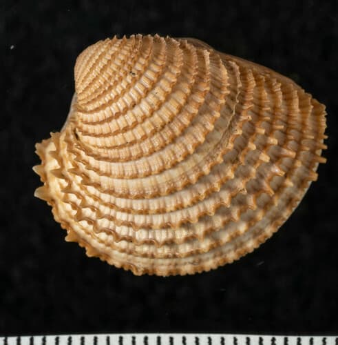 Chionopsis amathusia