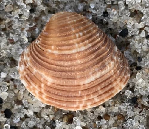 Chionopsis pulicaria