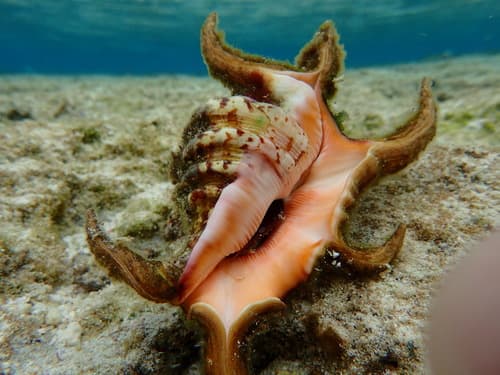Chiragra Conch