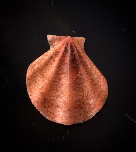 Club Scallop