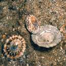 Common Limpet