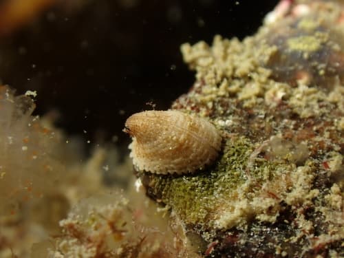 Common Slit-limpet