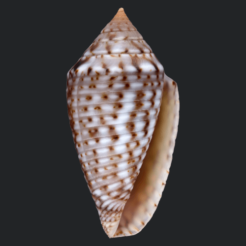 Conasprella allamandi