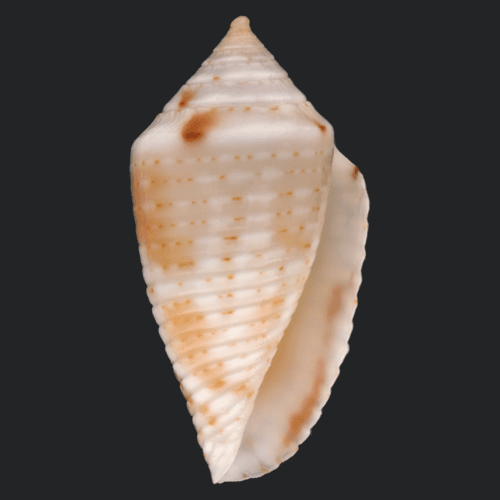 Conasprella arawak