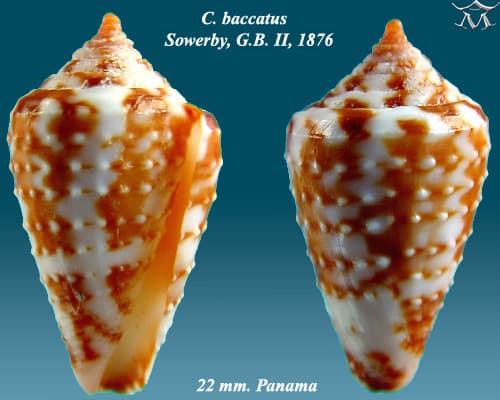 Conasprella baccata