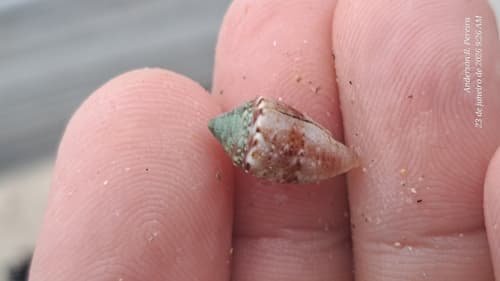 Conasprella carnaval