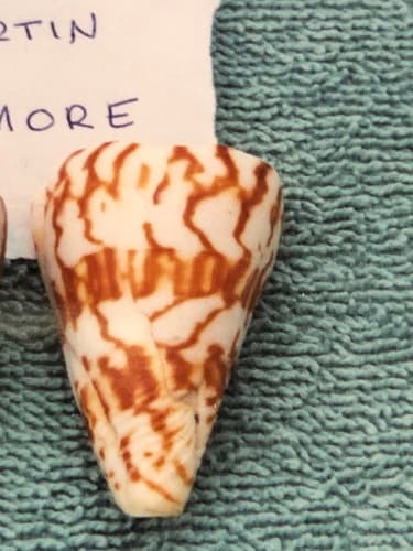 Conasprella centurio