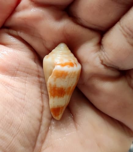 Conasprella dictator