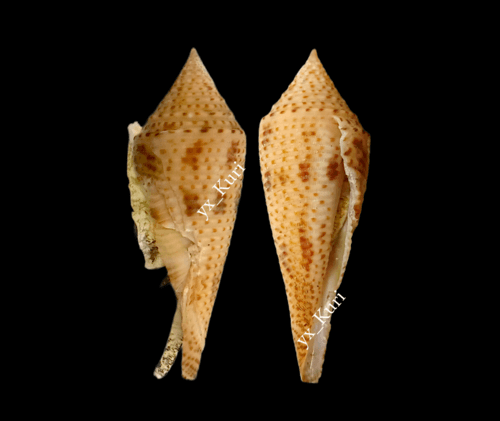 Conasprella hopwoodi