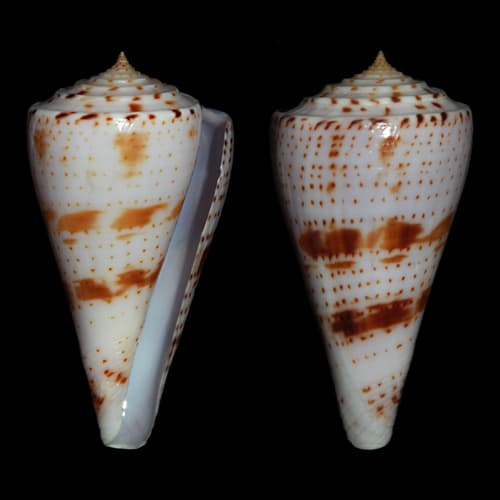 Conasprella ione