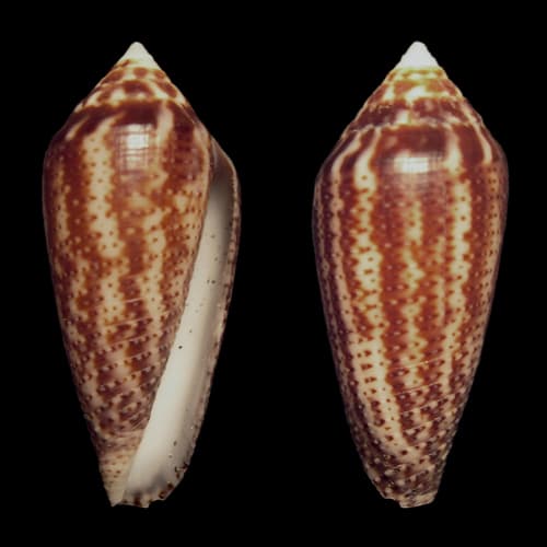 Conasprella mahogani