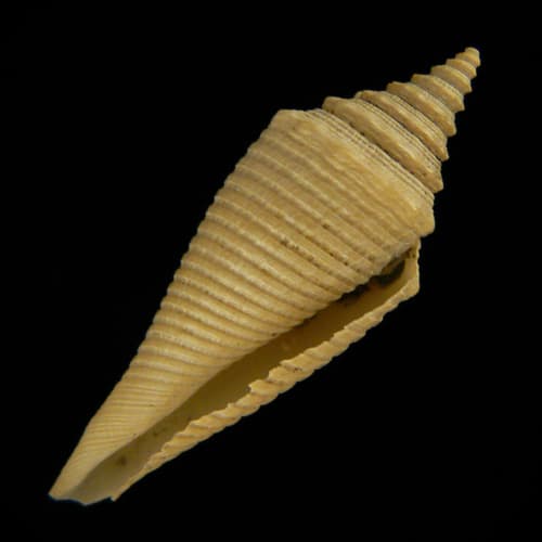 Conasprella sauros
