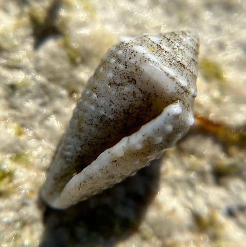 Conasprella verrucosa