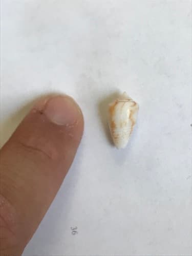 Conasprella wendrosi