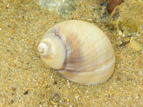 Conical Moon Snail