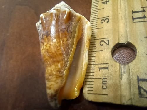 Conomurex coniformis