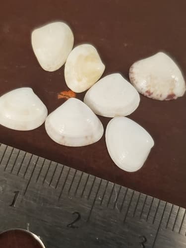 Conrad's Transennella