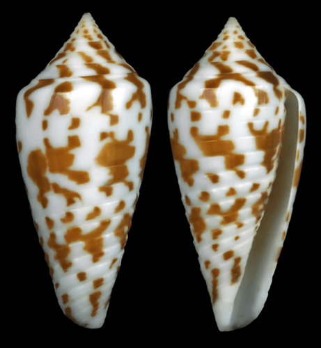 Conus adenensis