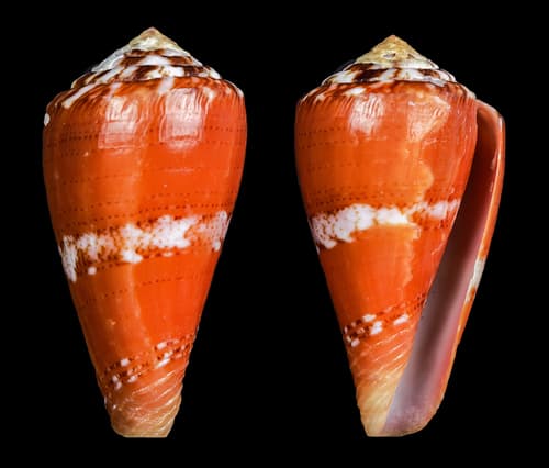 Conus alainallaryi