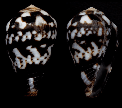 Conus albuquerquei