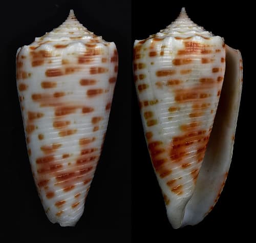 Conus alexandrei