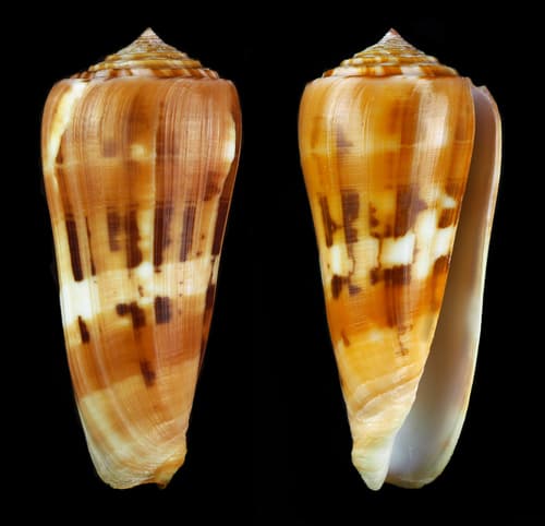 Conus aliwalensis