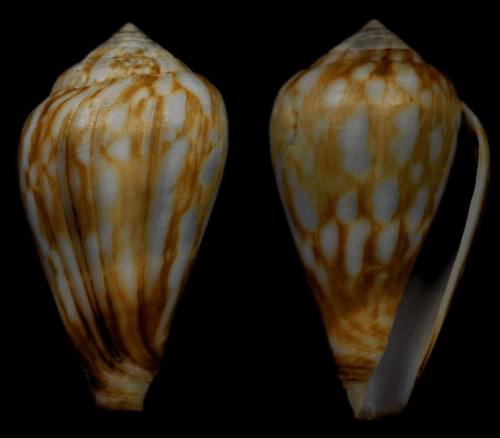 Conus allaryi