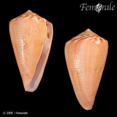 Conus amphiurgus