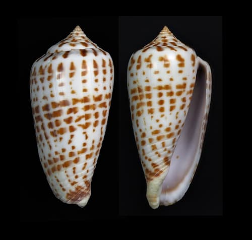 Conus amplus