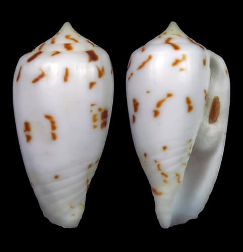 Conus andamanensis