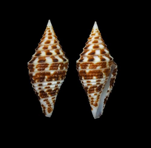 Conus andremenezi