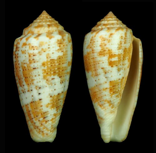 Conus arafurensis
