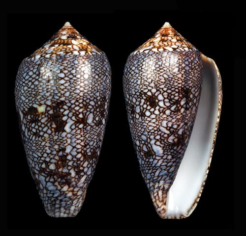 Conus archiepiscopus