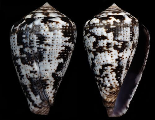 Conus ardisiaceus