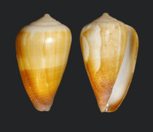 Conus ariejoostei