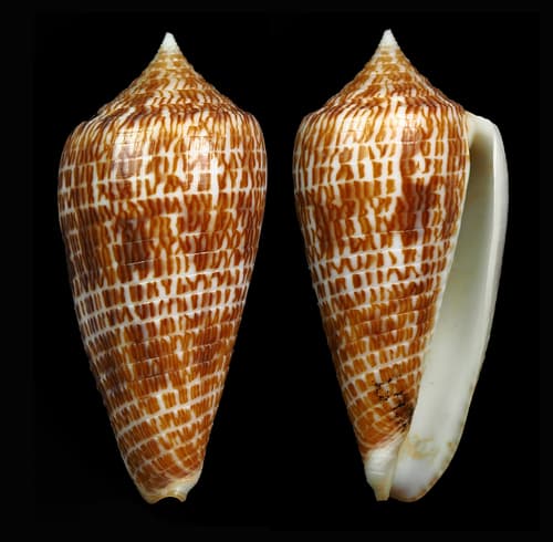 Conus armadillo