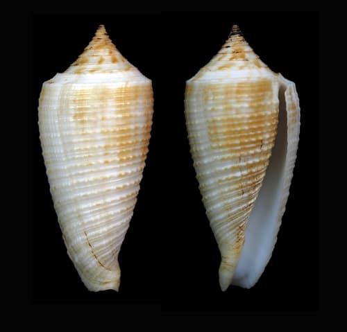 Conus asiaticus
