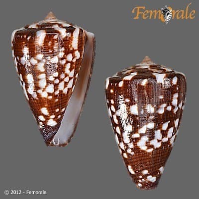 Conus ateralbus