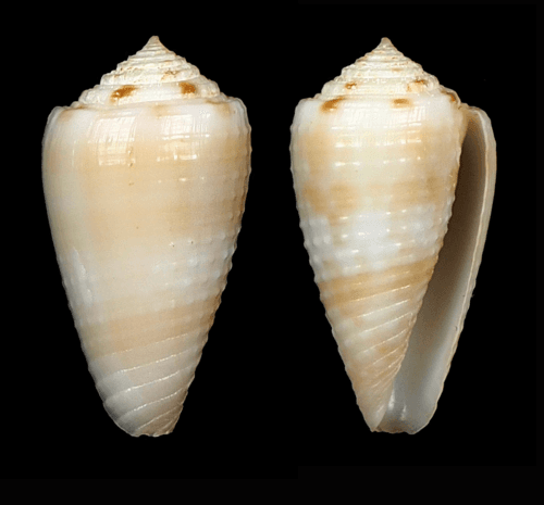 Conus athenae