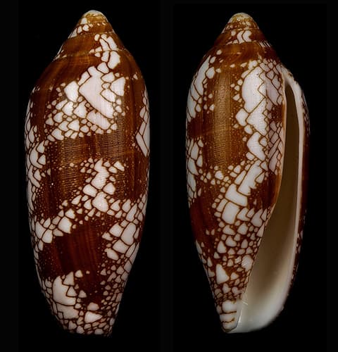 Conus auratinus