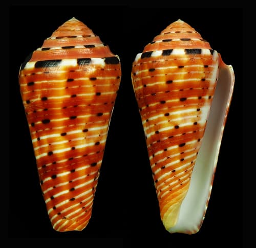 Conus aurisiacus