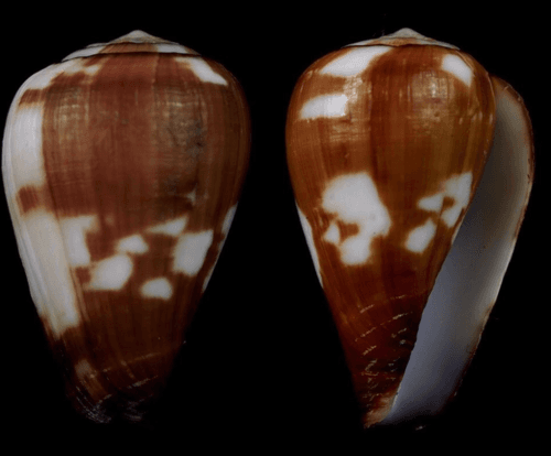 Conus babaensis